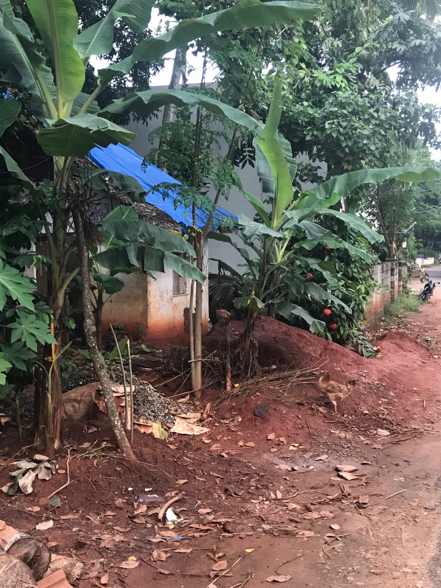 Vacances en solo en Inde – nature luxuriante, chemin de terre ocre, végétation tropicale et maison traditionnelle pour une déconnexion totale et un retour à l’essentiel.