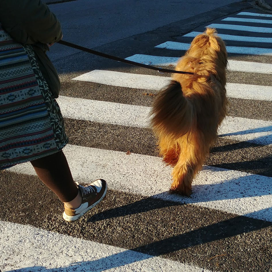 Atelier Mon chien, ce miroir : explorer nos besoins pour mieux vivre ensemble